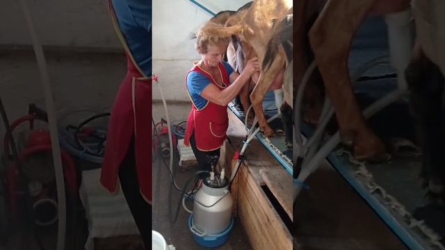 Коза Аліса. Обідня дойка 09.07.2023. Спроба рекорду по надою молока смотреть онлайн