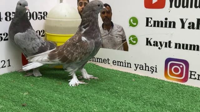 ? Canlı Oyun Kuşu Güvercin Mezatı ‼️ Emin Yahşi Canlı Mezat #oyunkuşu #canlımezat ✅ смотреть онлайн