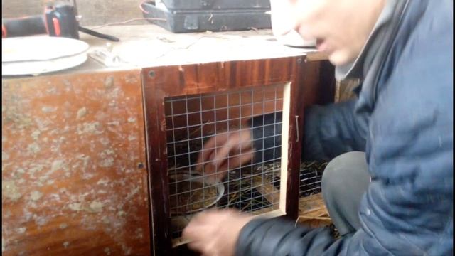 забрал крольчиху после случки, деревенское содержание кроликов, кролики в деревне смотреть онлайн