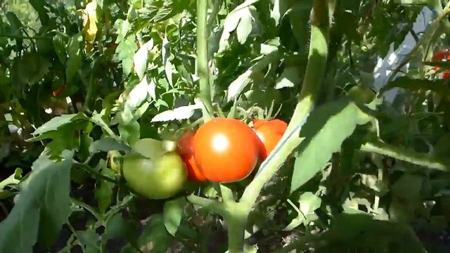 Лучшие сорта томатов в теплице. Сезон 2022. смотреть онлайн