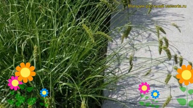 Осока гладконосая. Краткий обзор, описание характеристик Carex Leiorhyncha