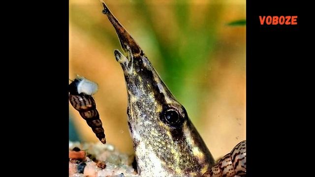 Макрогнатус Сиамский Глазчатый содержание, размножение, совместимость, кормление смотреть онлайн