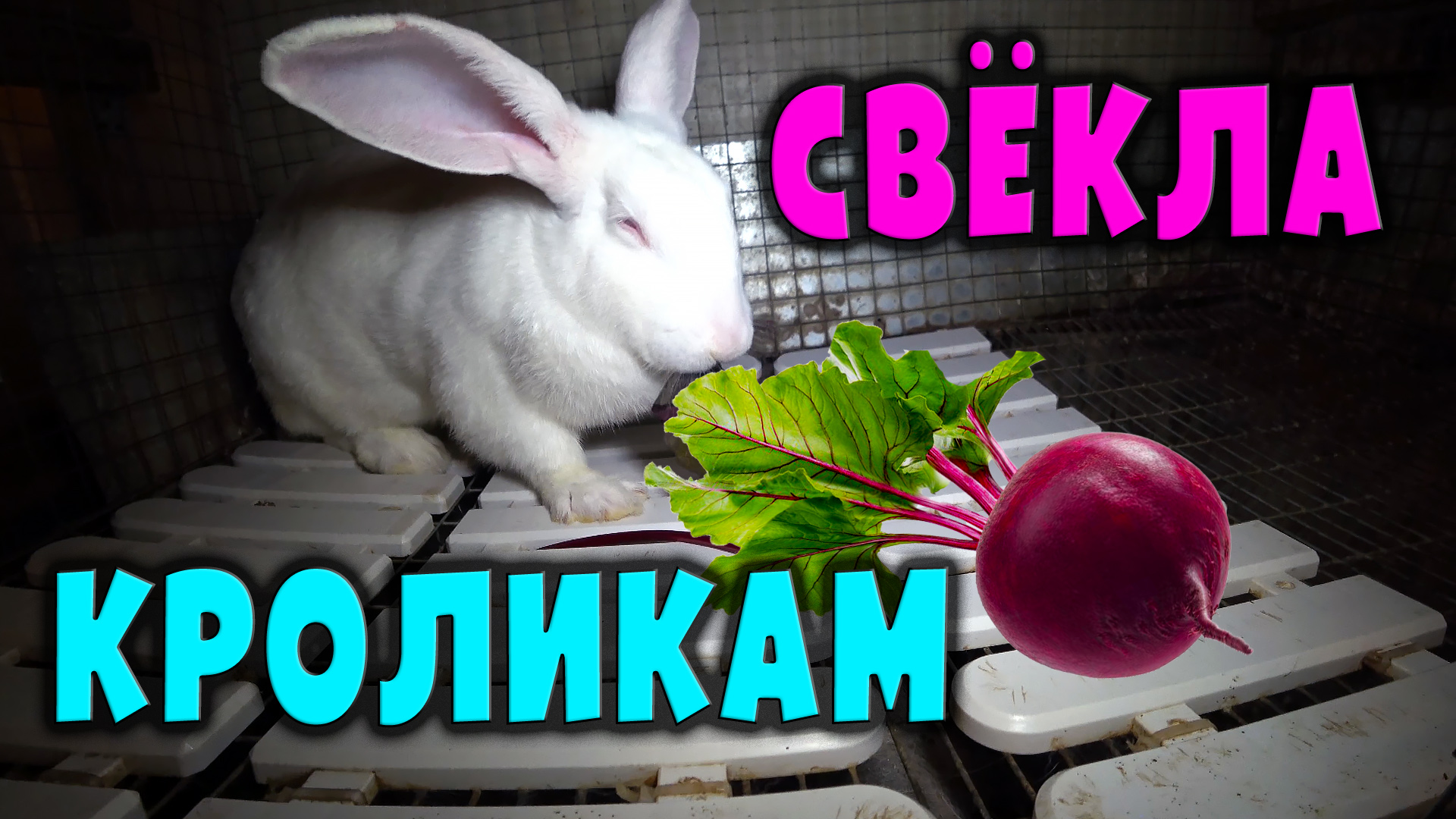 Кормление кроликов: Свёкла / Польза или вред? смотреть онлайн