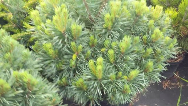 Сосна обыкновенная "Чантри Блю" Pinus sylvestris "Chantry Blue" смотреть онлайн