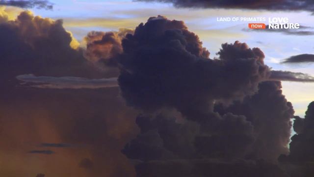 Земля приматов / Land of Primates Серия 1. Лемуры горы Анжи смотреть онлайн