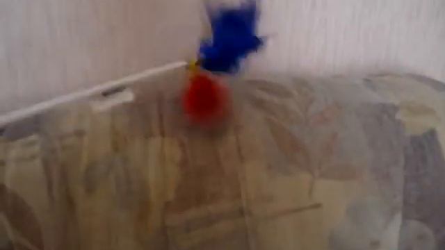 Британские котята биколоры смотреть онлайн