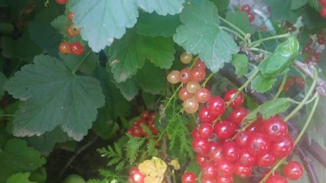 заморозка петрушки смотреть онлайн