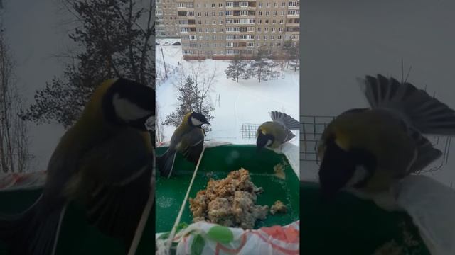 Кормление синиц на воле смотреть онлайн