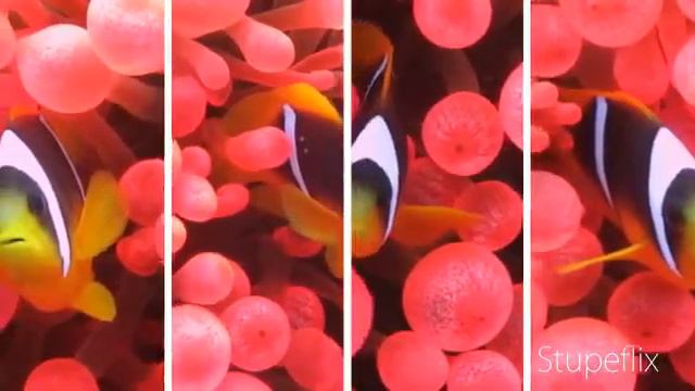 Dive Club Italiano Sharm - Anemone Rosso a Woodhouse смотреть онлайн