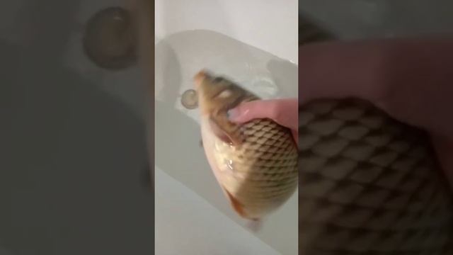 живой сазан смотреть онлайн