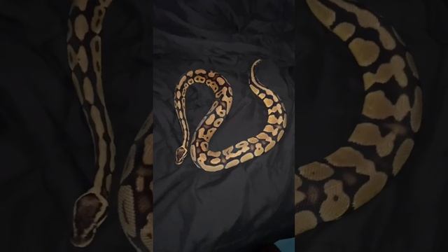 Ball Python stretch ￼#trending #shortfeed #reptiles #ballpython #snakes #music #support смотреть онлайн