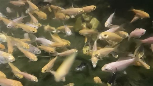 Карп кои смотреть онлайн