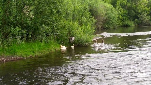 Гуси учатся плавать, река проня. Рязанская область смотреть онлайн