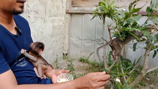 can't wait anymore, baby monkey Mobi wants to climb and jump right away смотреть онлайн