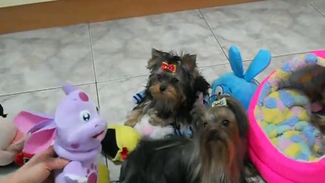 Мини-йорк Мэри с родителями смотреть онлайн