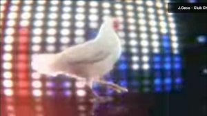 Курица танцует.