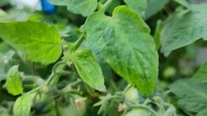 супер ранний томат , орегано спринт, уже краснеет в неотапливаемой теплице