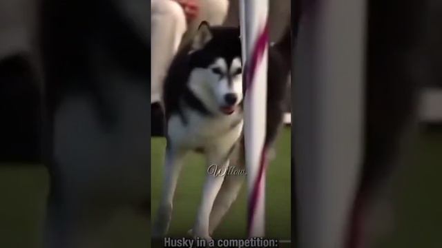 Хаски, бодер колли💪 смотреть онлайн