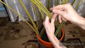 ПЛЕТЁНОЕ ДЕРЕВО из ОБЫЧНОЙ ивы! МОЩНЫЙ ДЕКОР за 0 рублей!