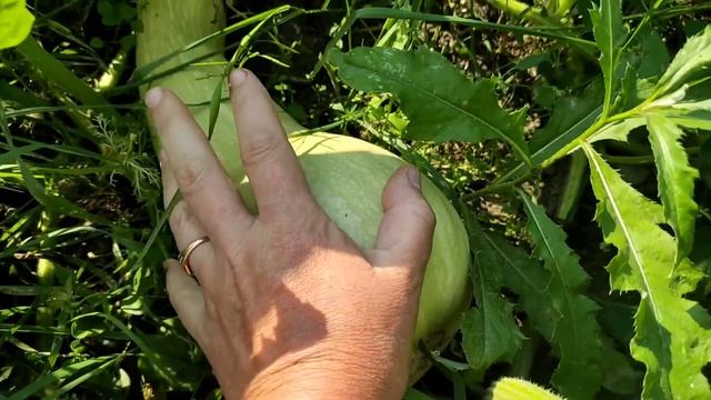 Продолжаем собирать урожай. Фасоль, тыквы... смотреть онлайн