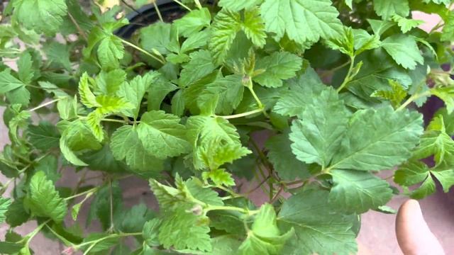 Покупка важных и полезных растений для дачи смотреть онлайн