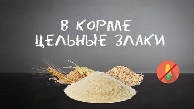 Что кладут в корм для собак? Вся прада о корме для собак. смотреть онлайн