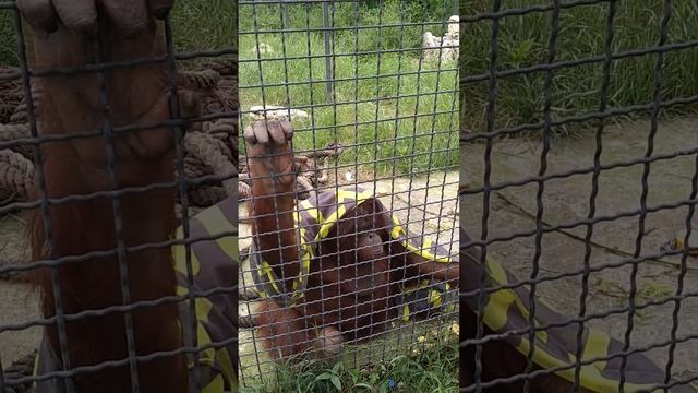Дана из Тайгана модный кутюрье смотреть онлайн