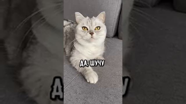 котик смотреть онлайн