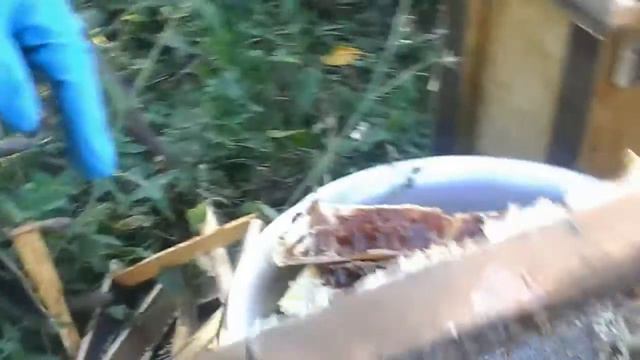 Мёд диких пчёл 1 смотреть онлайн