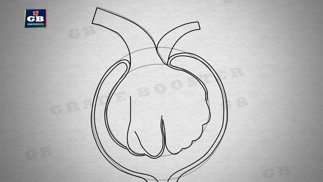 How To Draw MALPIGHIAN BODY in Easy way | Renal Corpuscle | CBSE 11th class | NCERT class 11 смотреть онлайн