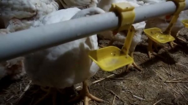 МОЖНО ЛИ ЗАРАБОТАТЬ НА ВЫРАЩИВАНИИ БРОЙЛЕРОВ В 2021 ? / ВЫРАЩИВАНИЕ БРОЙЛЕРОВ КОББ-500