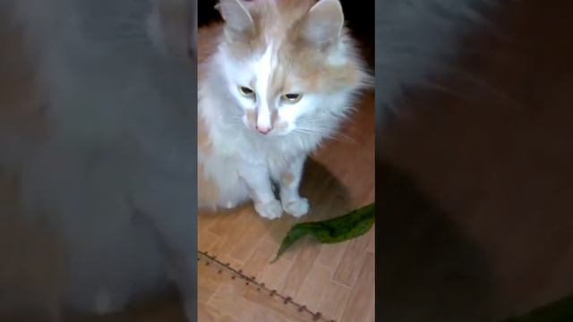 Не кормят кота смотреть онлайн