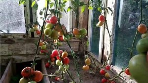 Томат "Евпатор F1" моё личное мнение об этом томате.