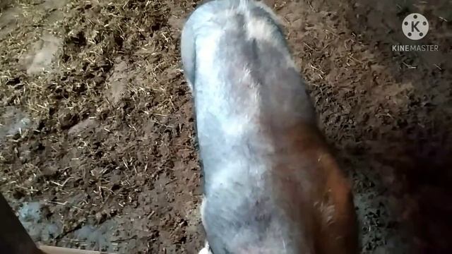 Улька Уехала ,Мучениям пришёл Конец !!!