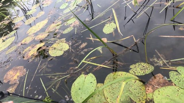 Летний отдых 2022! Рыбалка на кружки в старице! Поклевка щук! смотреть онлайн