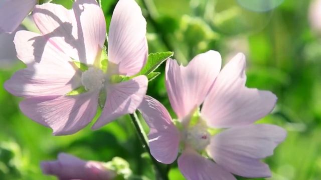 Прекрасная замечательная музыка Сергея Грищука дарит душевное спокойствие! Отличная музыка смотреть онлайн