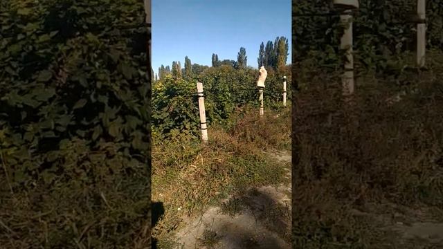 Малина "брусвяна" смотреть онлайн