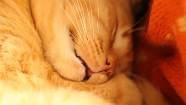 Храп кота смотреть онлайн