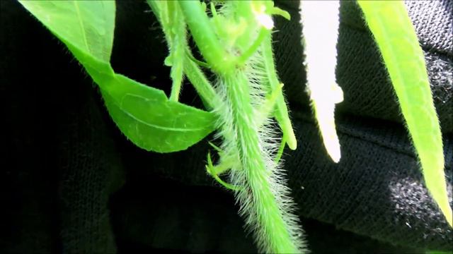 Abelmosk (Abelmoschus moschatus) - part 2 смотреть онлайн