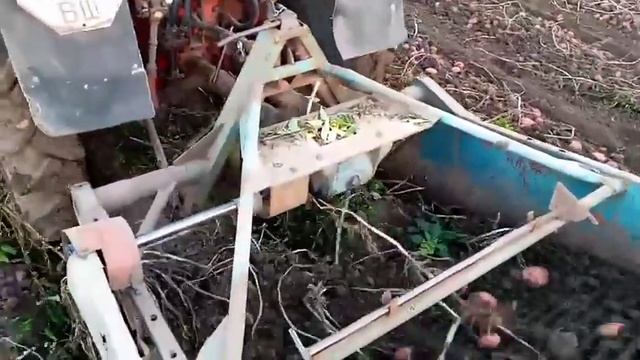 Копаєм картоплю сорт Лаура, 6.09.2020. смотреть онлайн