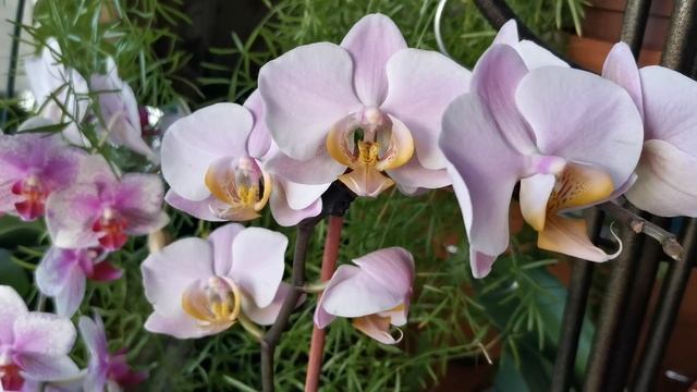 Фаленопсис Salinas. Описание сорта.. Почему его так назвали?