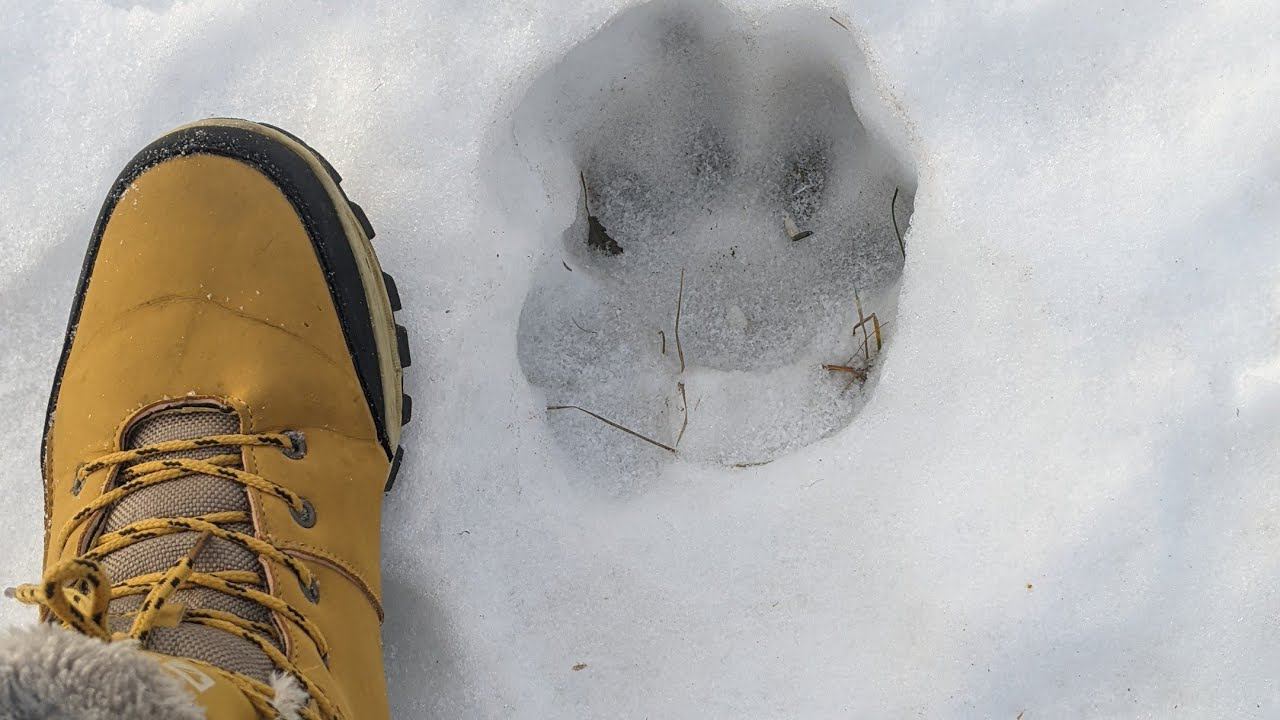 Медведи в Царево Вилладж смотреть онлайн