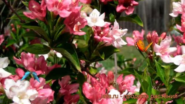 Вейгела цветущая Виктория (weigela florida viktoria) ? обзор: как сажать, саженцы вейгелы Виктория смотреть онлайн
