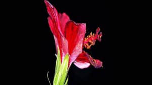 " Luna". Alessandro Safina