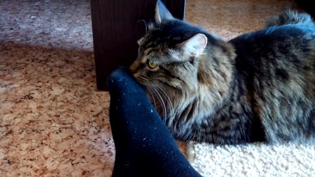 Тест записи камеры Jiayu G2F-съемка в помещении днём "Носки и КОТ" смотреть онлайн