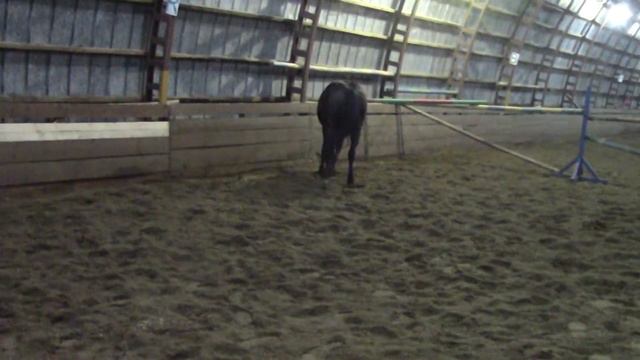 Тирамису Харьковский конный завод 2016 смотреть онлайн