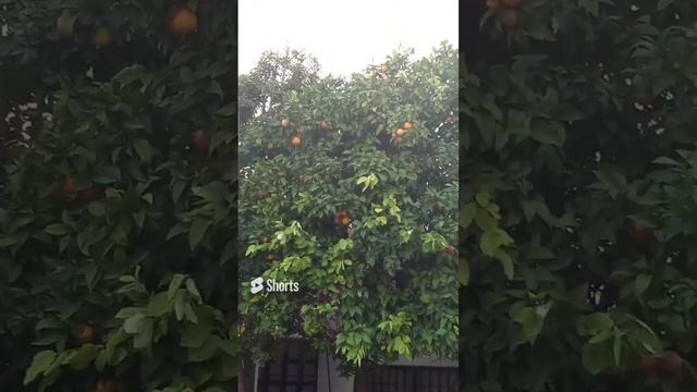 Кипр, Лимасол, мандариновое дерево, мандарины, дерево с мандаринами