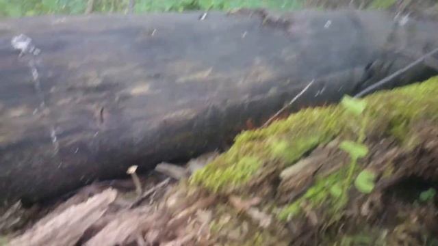 Zlepniczek walcowaty (Tubifera ferruginosa) Jaworzno 24.06.2017 смотреть онлайн