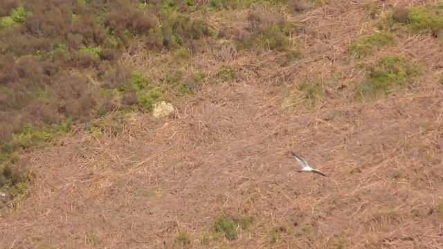 Male PALLID HARRIER - Circus macrourus смотреть онлайн