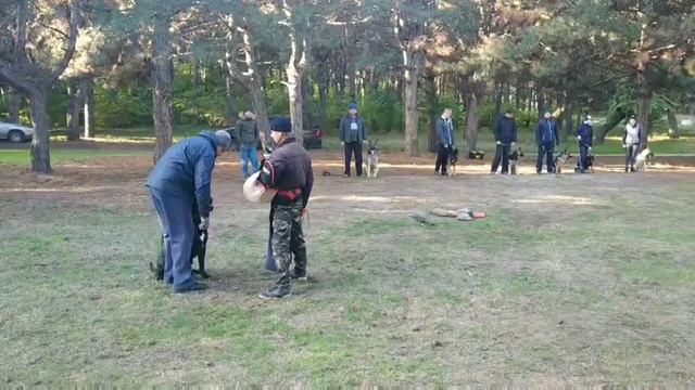 Обучение кане корсо Ахил. Как кусать и правильно прекращать атаку смотреть онлайн